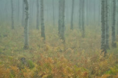 Aspens Fog & Snow