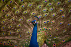Peacock 3, Magnolia Gardens