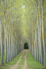 Poplar Grove 1