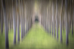 Poplar Grove Impression