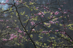 Smoky Spring Bloom