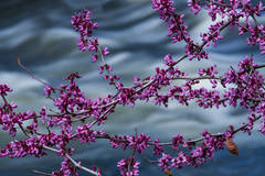 Red Buds and Merced River