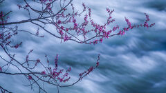 Red Bud & Merced River