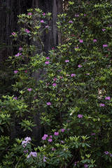 Rhodies & Redwoods