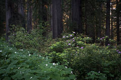 Rhodies in Redwood Forest