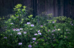 Rhodie Grove in Fog