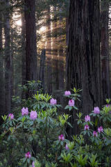 Sun Beams & Rhodies