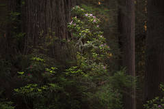 Rhodies and Redwoods