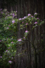 Rhododendrons & Redwoods