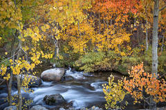 Fall Colors S Bishop Creek
