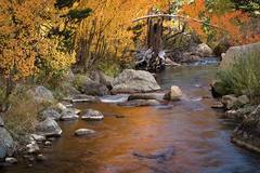 eastern sierra, sierra, aspens,  bishop creek, South fork, fall, ca, california, trees, water, mountains, fall colors, bishop