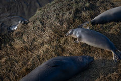 Elephant Seal at Rest