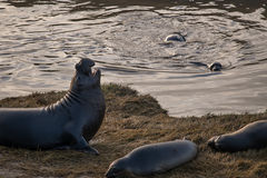 Elephant Seals at Rest