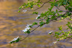 Merced River Dogwoods