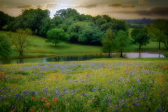 Spring Bluebonnet Meadow