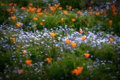 Spring Wildflowers 3