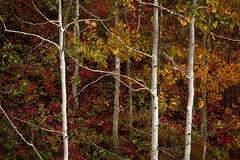 Aspens & Fall Colors