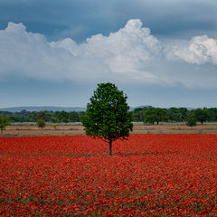 Poppy Field Tree