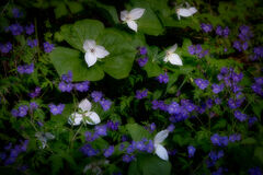 Trilliums & Phacelia, Spring