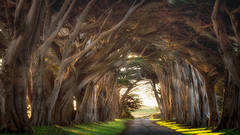 Cypress Trees Tunnel