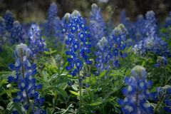 Bluebonnets