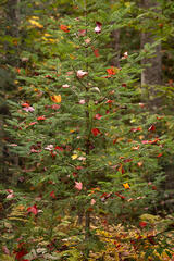 Fall Colors