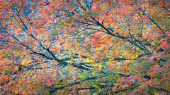 Fall Mountain Maple
