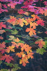 Maple Colors