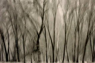 Black Oaks Snowstorm