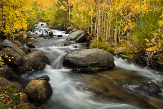 Bishop Creek, S Fork Aspens