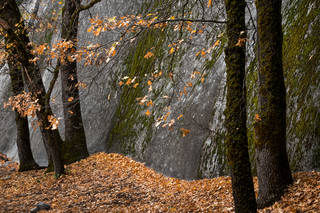 Black Oaks, Fall