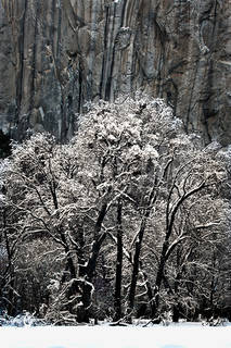 Black Oaks El Capitan Winter