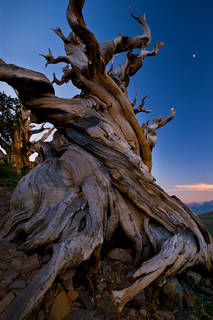 Bristlecone Pine Moonset