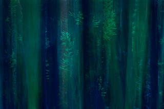 Forest Impression
