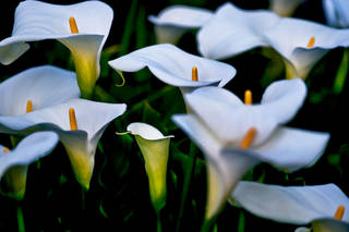 Calla Lily Stand
