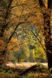 Cooks Meadow Fall Colors