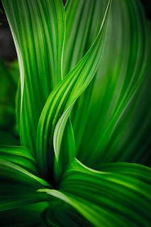 Corn Lily