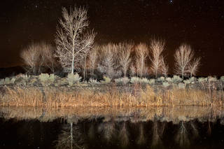 Cottonwood Pond Reflections