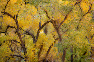 Cottonwoods, Fall