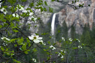 Dogwoods Valley View