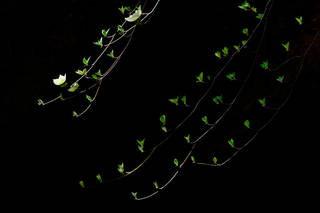 Dogwood 