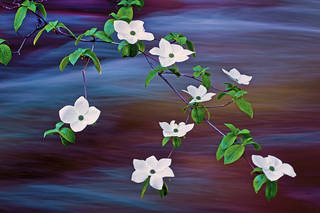 Dogwoods at Sunset
