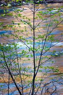 Dogwood Reflections