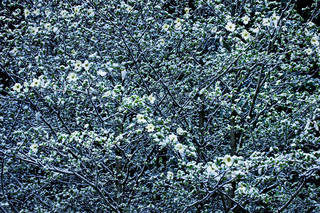 Dogwoods and Snow