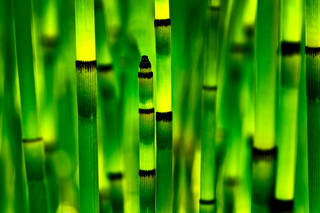Horsetails