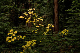 Yellow Maple, Fall