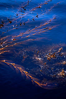Sea Kelp  4