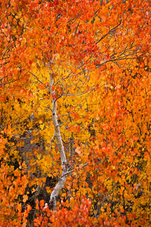 Rock Creek Aspen