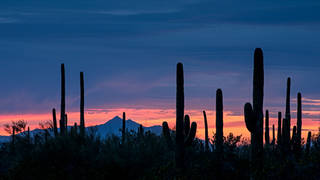Sagauros at Sunset
