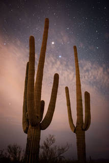 Saguaro Cacti in the Predawn Light 